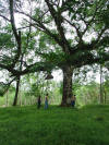 tropical hardwood guanacaste tree Costa rica 